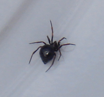 Euryopis cf. episinoides
